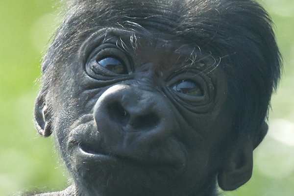 gorilla-baby-noseprint-caitling-8-2-2025.png 