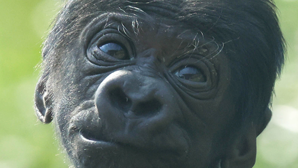 gorilla-baby-noseprint-caitling-8-2-2025.png 