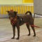 Meet Bastian, winner of "People's" World's Cutest Rescue Dog Contest