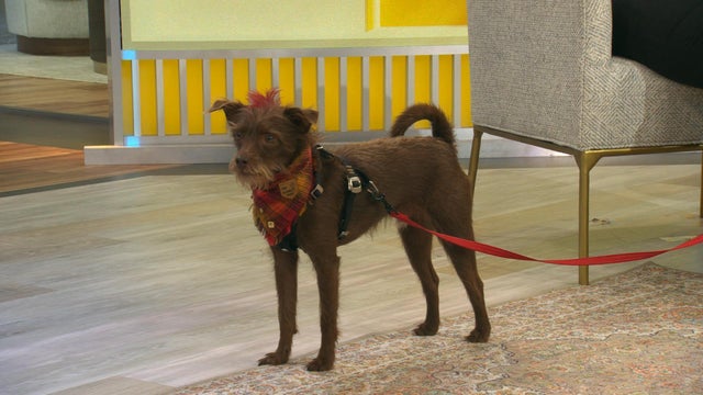 1008-cmo-dog.jpg 