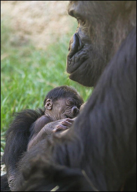 crop-gorilla-ashas-baby-caitling-7.jpg 