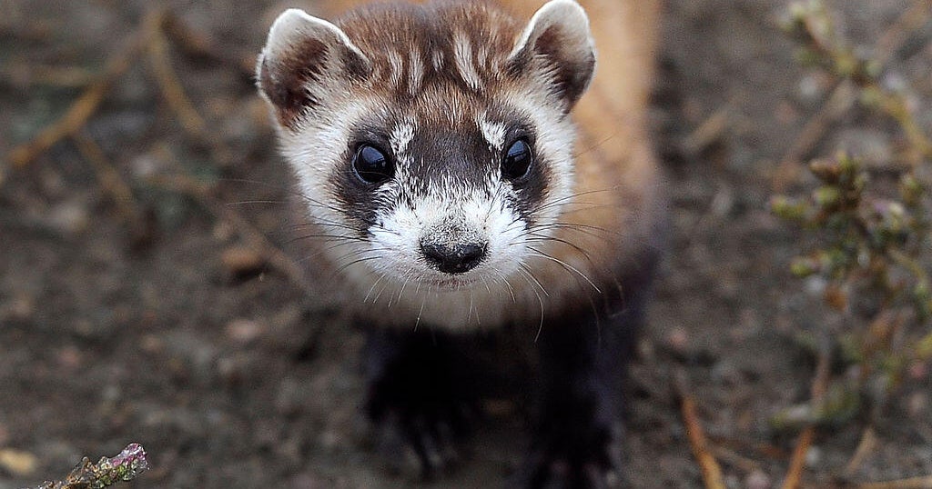 Endangered ferrets in additional jeopardy as authorities shutdown drags on, wildlife knowledgeable warns