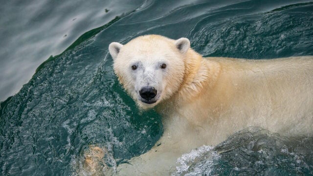 astra-the-polar-bear.jpg 