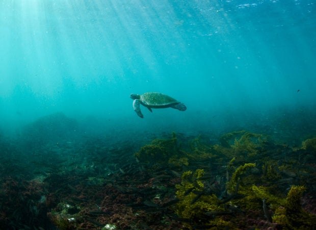 Climate Threatened Species