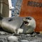 Arctic seals, most bird species on new list of threatened species