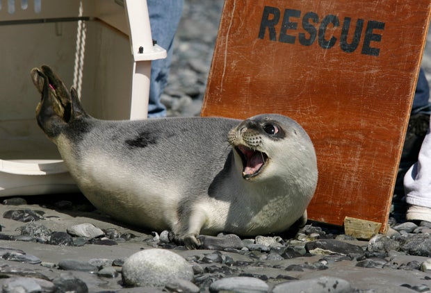 Climate Threatened Species