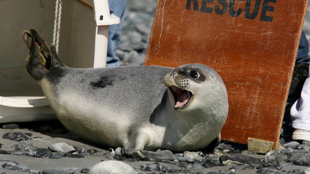 Climate Threatened Species 