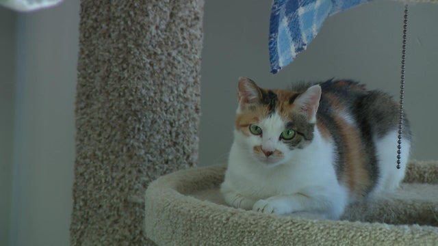 6p-vo-cat-video-wcco8xpc.jpg 