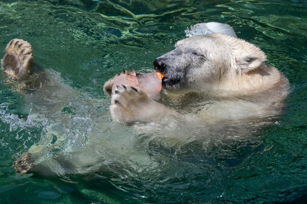 05-astra-polar-bear-credit-point-defiance-zoo-aquarium.jpg 