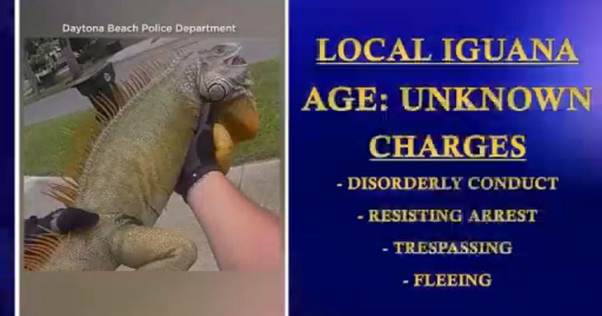 Video shows Florida officers