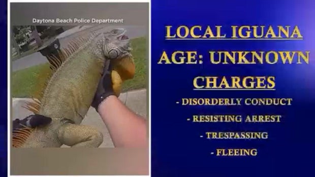 iguana-arrest-charges-daytona-beach-police-department.jpg 