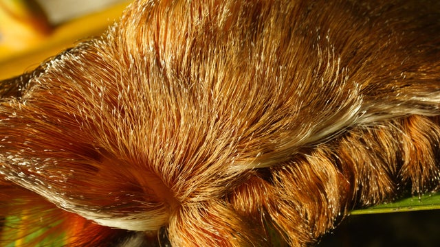 Exotic caterpillar 