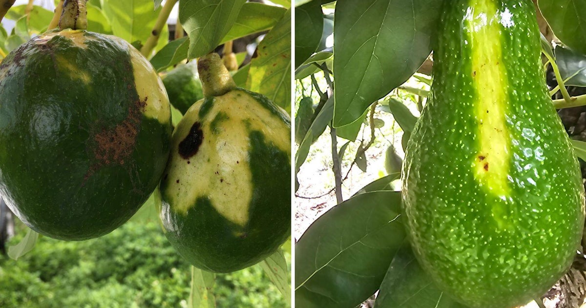 A hidden infection is spreading through Florida avocado trees — and it could impact your wallet