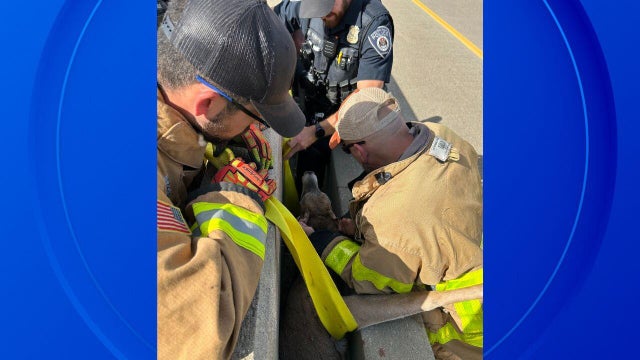 deer-rescue-oakland-slider.jpg 