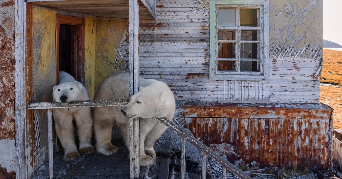 Photos show the polar bears doing at home at the Russian research station