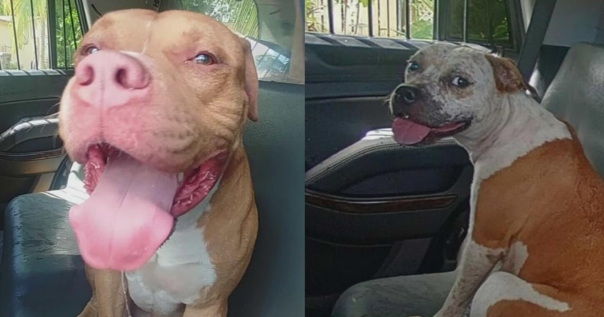 BSO deputy forced to open fire after man attacked by dogs, authorities ...