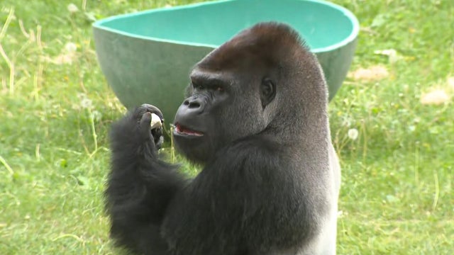 Cecil the gorilla 