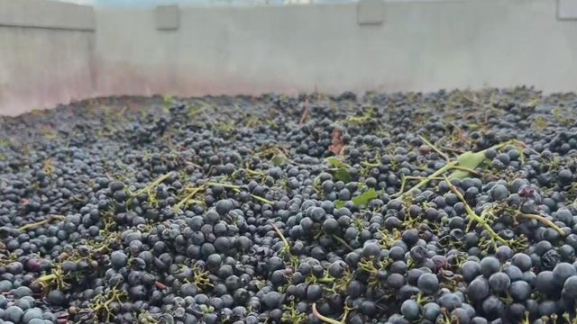 wine-grapes.jpg 