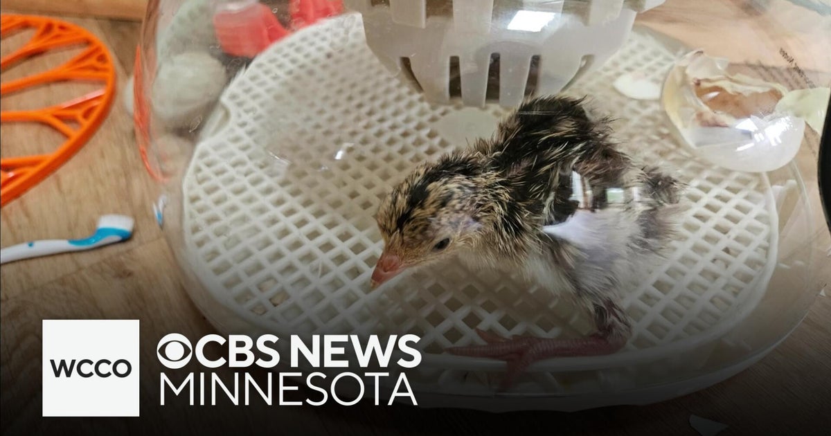 A Minnesota family found a turkey egg, and hatched it