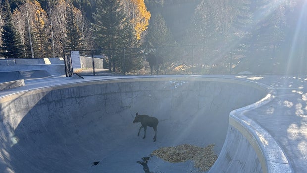 moose-trapped-in-skate-park-bowl.jpg 