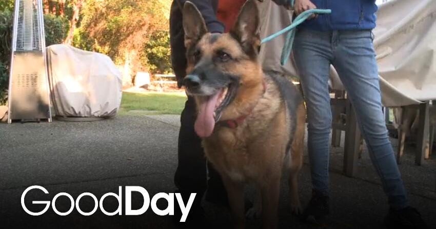 This Adorable Dog is Looking for Her Forever Home! | Pet of the Week - CBS News
