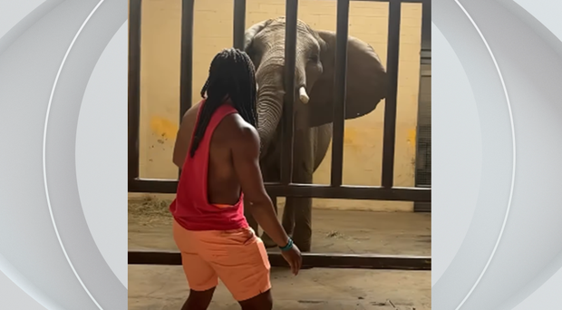kdka-pittsburgh-zoo-ohio-man-charged-elephant-enclosure-justnoah-t.png