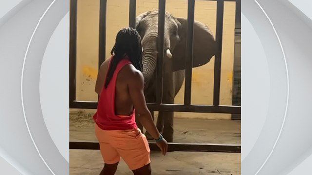 kdka-pittsburgh-zoo-ohio-man-charged-elephant-enclosure-justnoah-t.png 