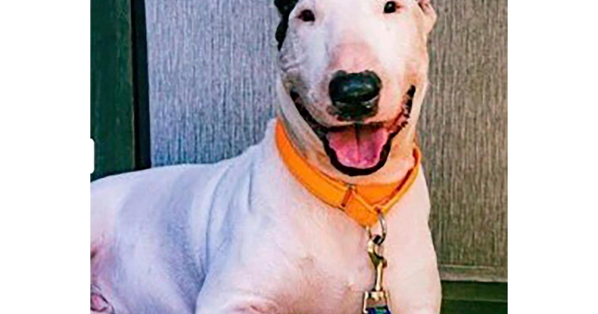 Prosecutors drop criminal charges against Florida man who abandoned dog during Hurricane Milton
