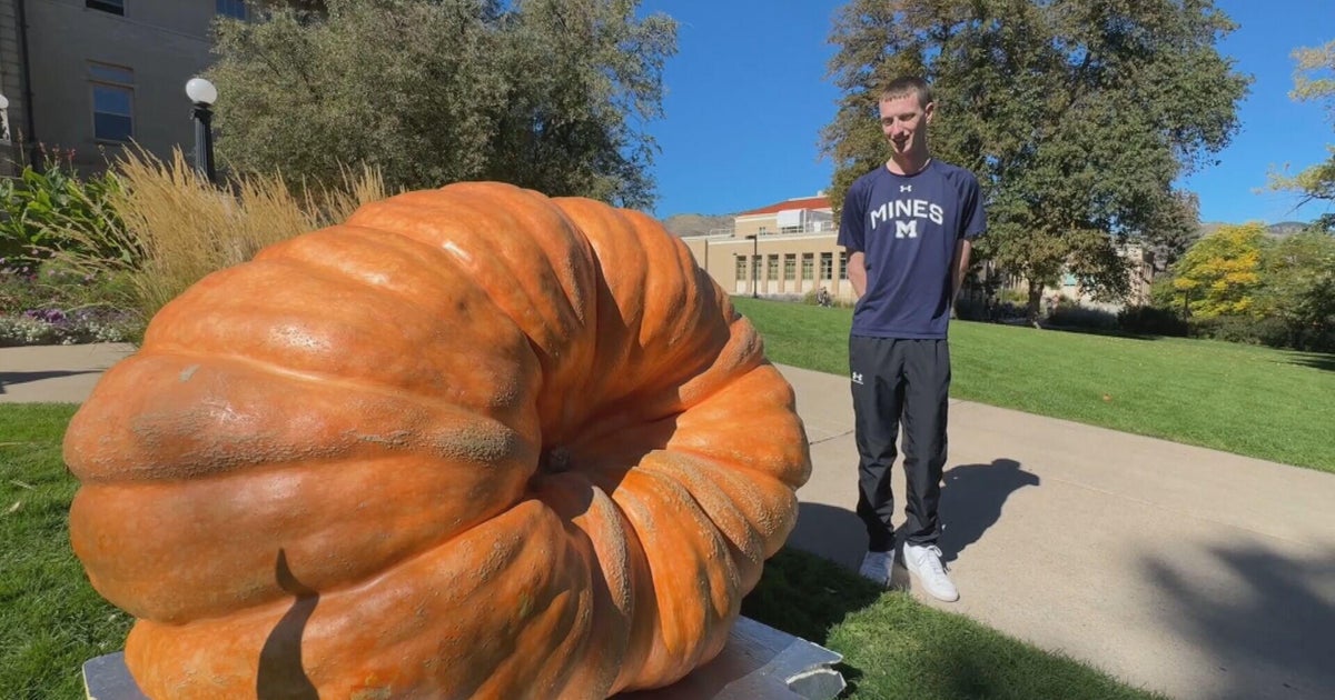 Colorado School of Mines shows off 1,579 pound pumpkin grown by