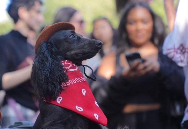 Halloween Dog Parade in NYC