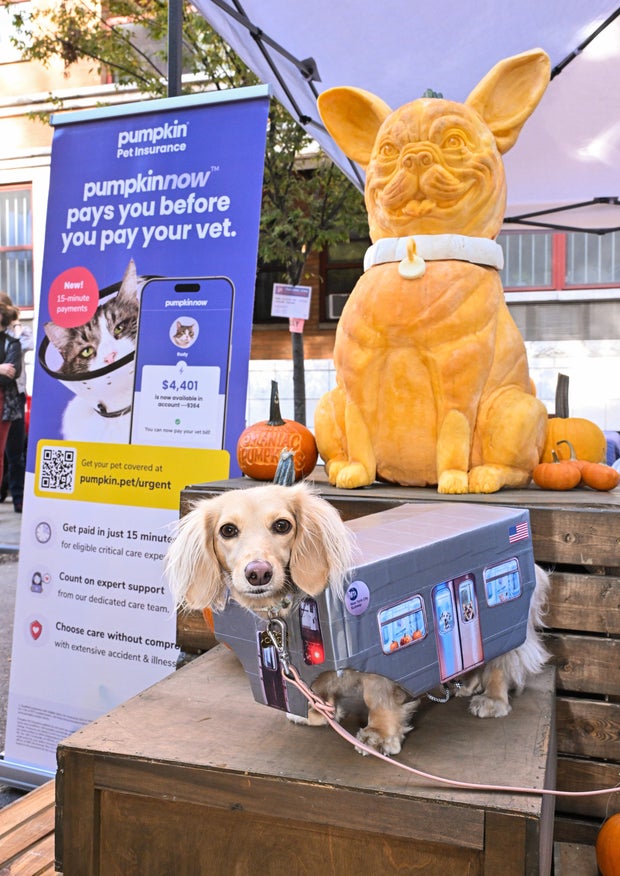 Pumpkin Pet Insurance x Tompkins Square Halloween Dog Parade in NYC
