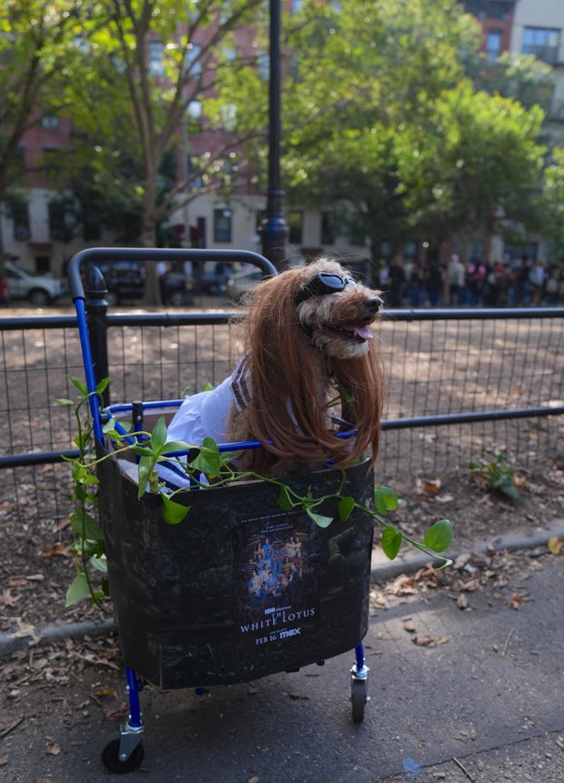 Halloween Dog Parade in NYC