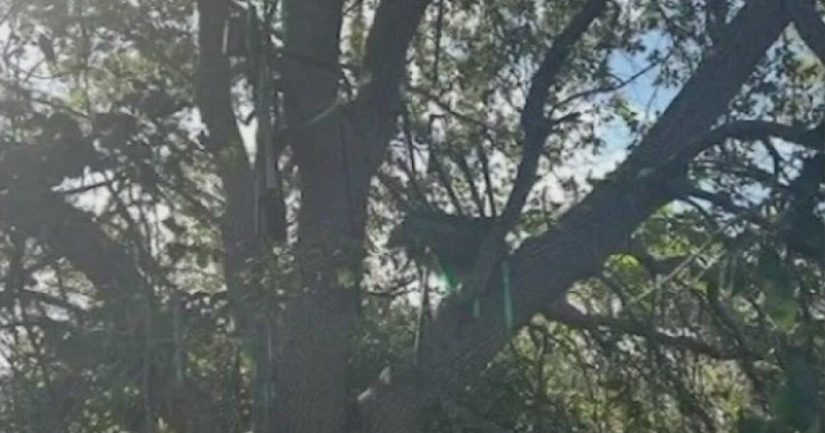FBI investigating after hunting stand found near Florida airport used by President Trump