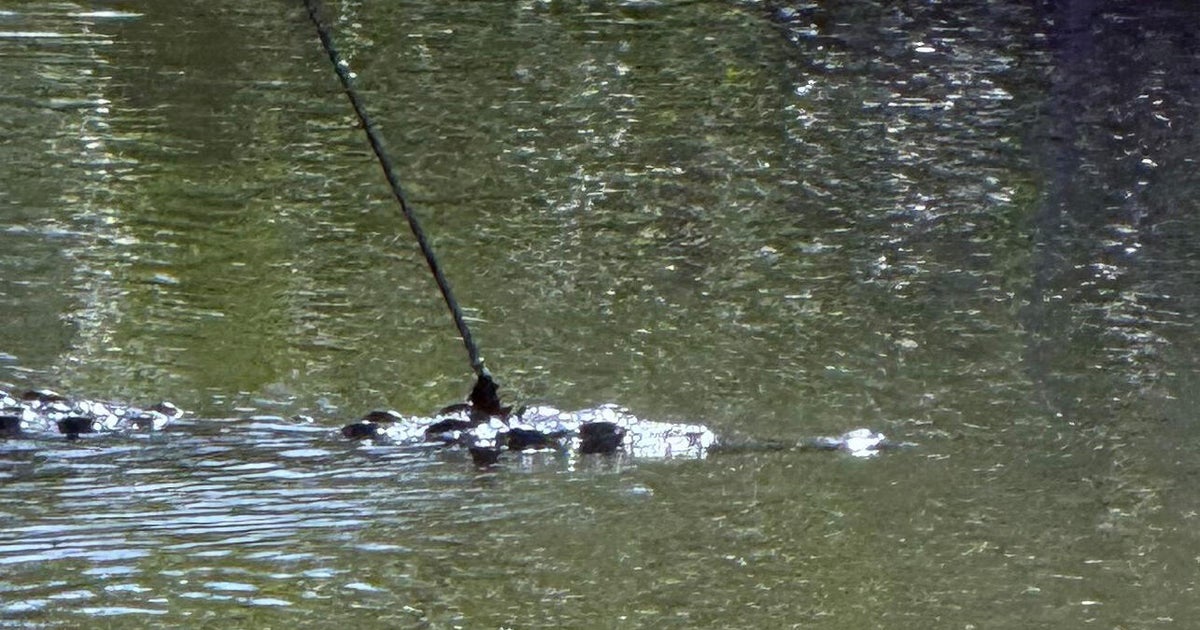Florida crocodile spotted swimming with spear lodged in its head, prompting investigation