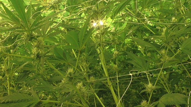 story-1-vo-cannabis-supply-wcco909t.jpg 