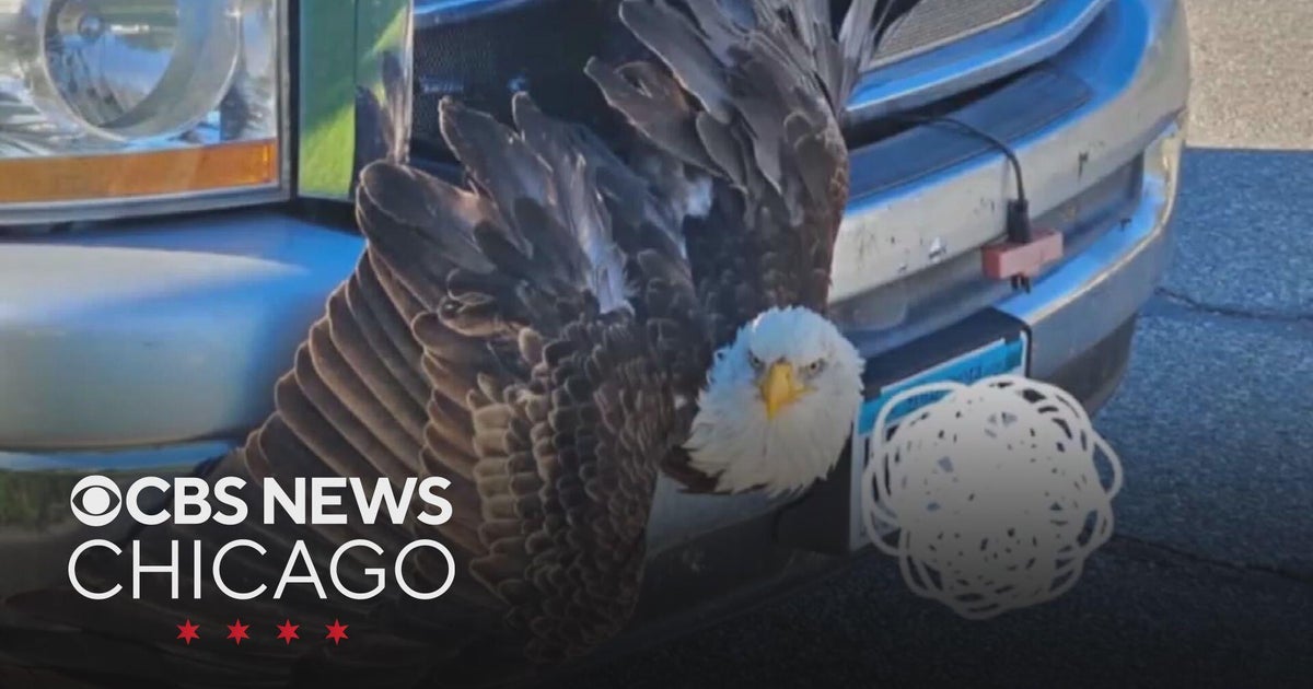 Bald eagle rescued from truck's grille in Minnesota - CBS Chicago