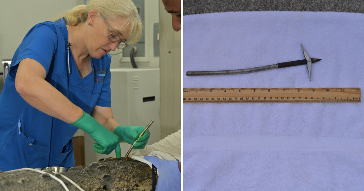 Florida crocodile recovering after spear in its head removed, Zoo Miami says