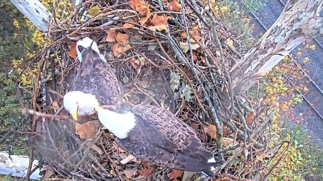 kdka-bald-eagles.jpg 