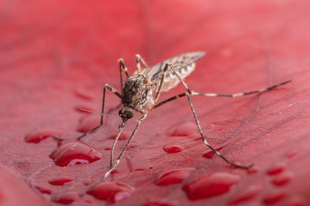 Culiseta annulata is a species of mosquito in the family Culicidae 