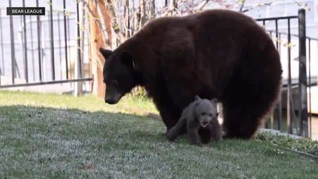 6p-vo-v-slt-bear-sanctu-kmaxeddi.jpg 