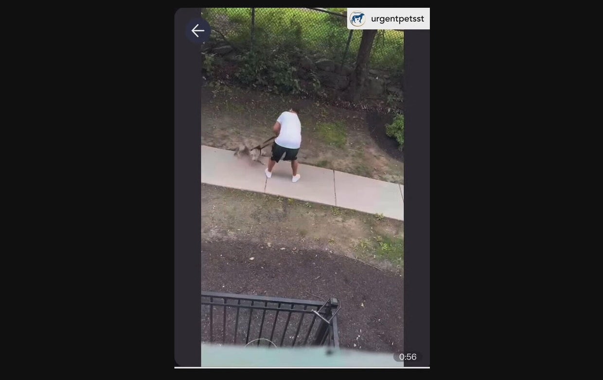 Man accused of abusing dog in Boston has history of mental health ...