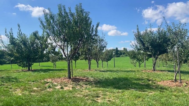 Fruit trees in an orchard on Governor's Island 