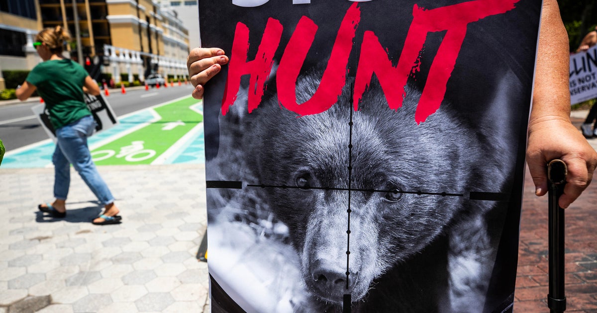 Conservation group asks judge for injunction to halt Florida’s bear hunt, citing revival not based on “sound” science