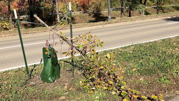St. Paul suffers second mass tree vandalism damaging 32 saplings