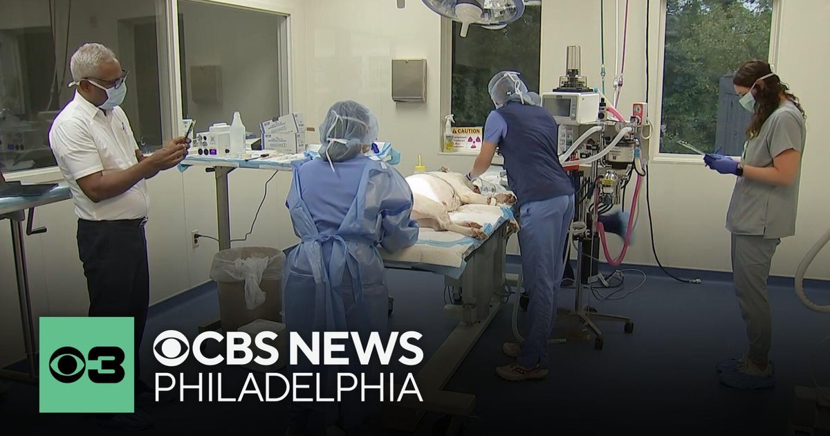 New radiation therapy is showing promise in treating cancer in pets