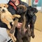 Alaska nonprofit rescues 180 dogs — and a turtle — after flooding