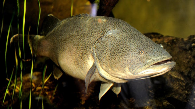 "Muzza", Sydney Aquarium's resident one-
