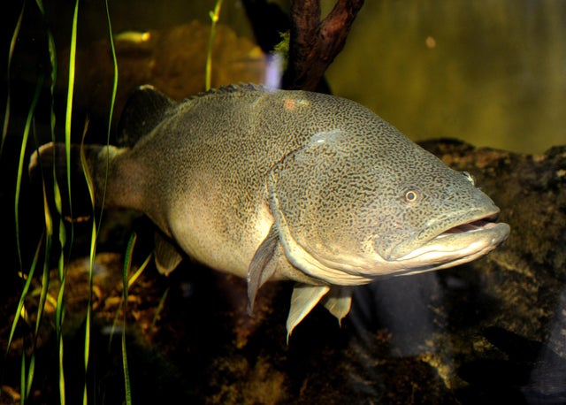 "Muzza", Sydney Aquarium's resident one- 