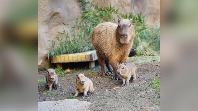 baby-capybara-capybara.jpg