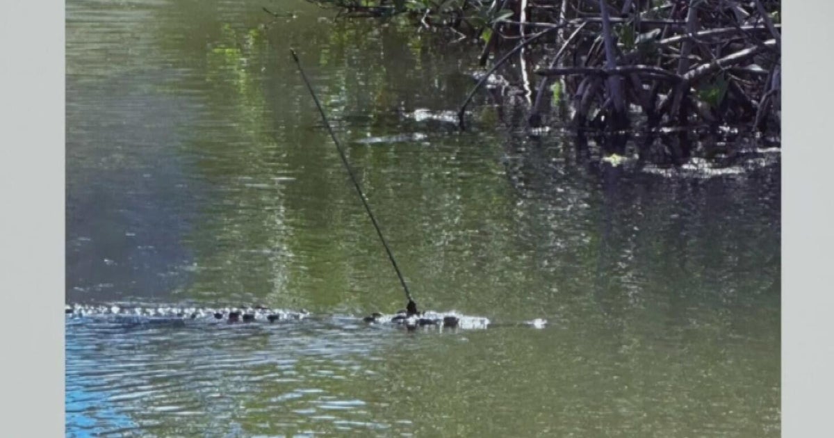 Rescued crocodile Britney Spears shows signs of recovery despite permanent eye damage